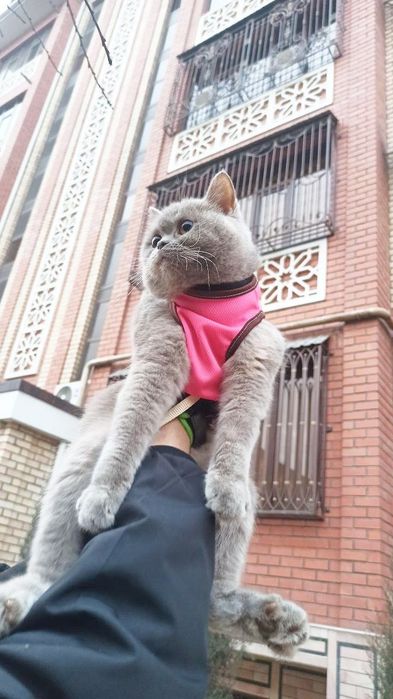 Срочна лиловая окрас британка сотилади