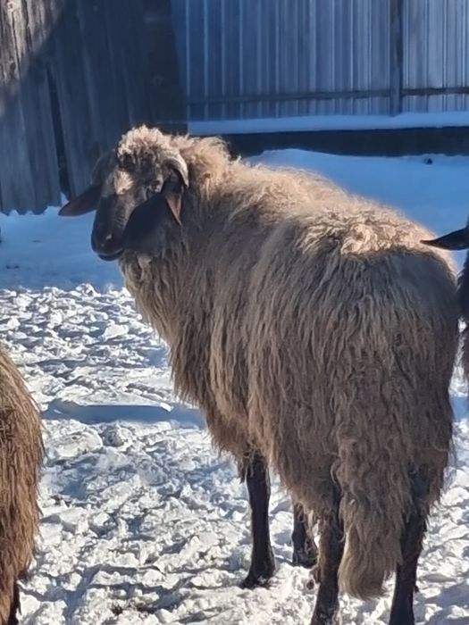 Vand berbec Carabas cu breaz