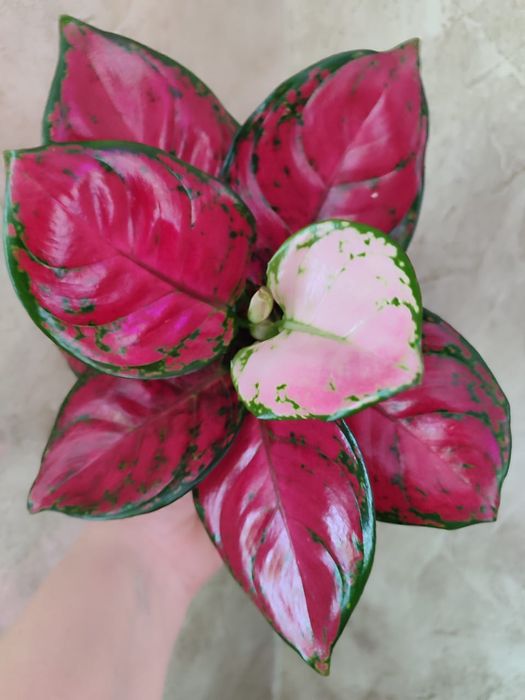 Аглаонема разных сортов