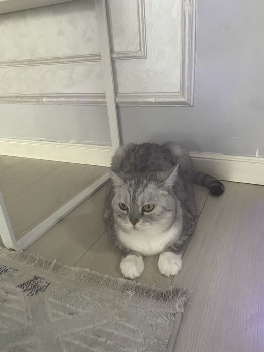 Отдам кошку в хорошие руки