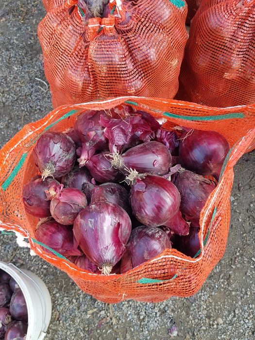 Продам красный лук