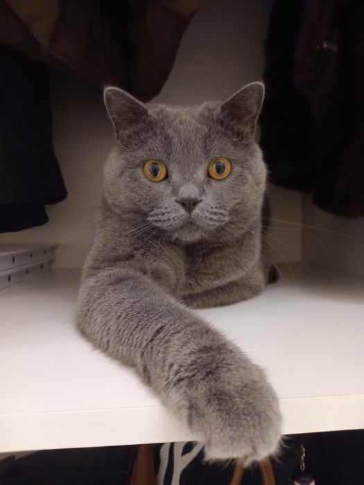 Британский кот в добрые руки