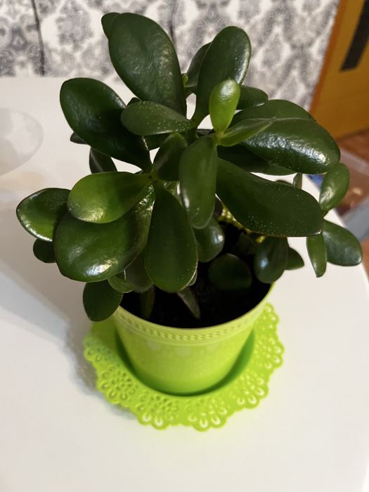 Продам денежное дерево