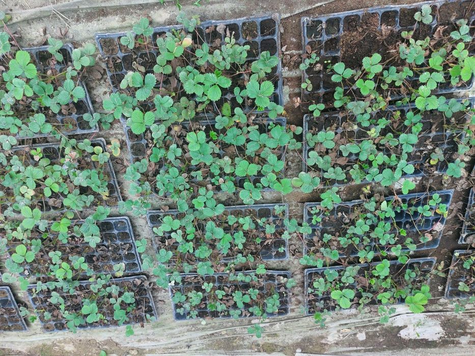 Кассеты для рассады