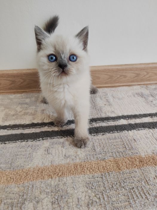 Шотландский котёнок.