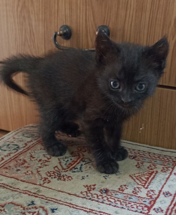 Котята в добрые руки.