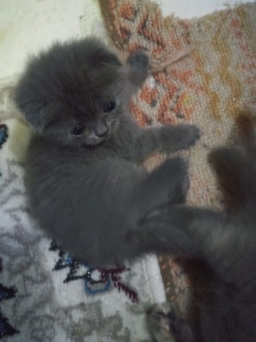 Шотландские фолды ко всему приучены родились 15 ноября