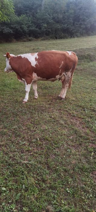 Vaca bălțat românească