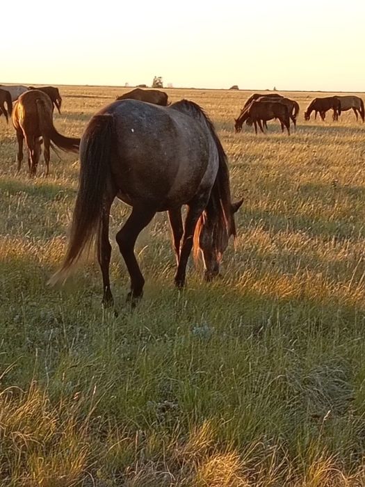 Бие жылқы сатылады