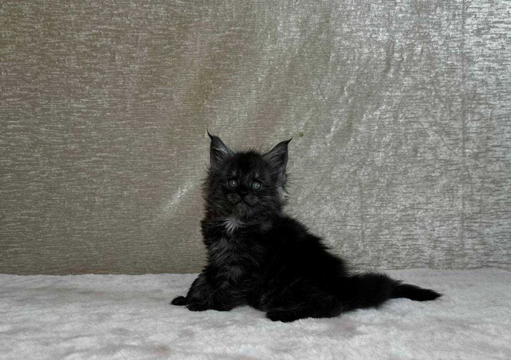 Продаются котята породы мейнкун