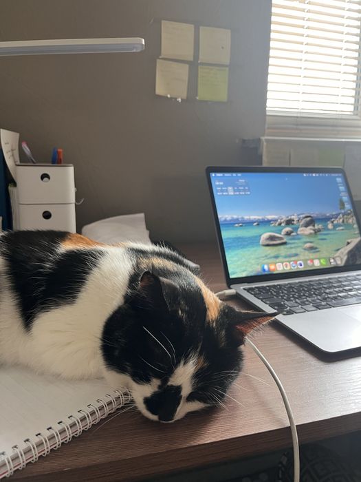 Передержка кошек недорого