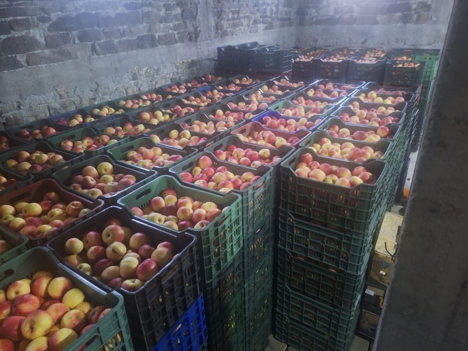 Vand mere Jonagold, Florina si Idared (angro) +40 (762) 624 601