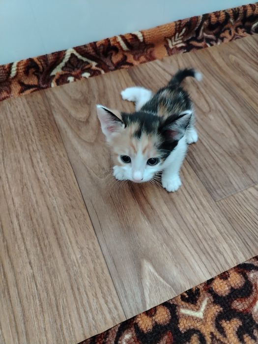 Отдам котят в хорошие руки.