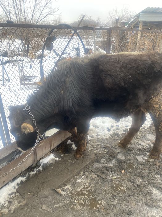 Продам быка 2 года