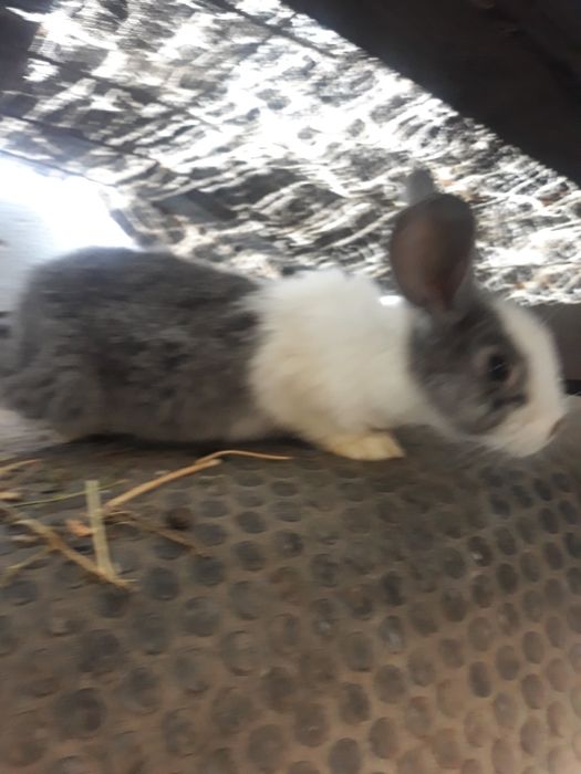 Iepurasi mici si mari