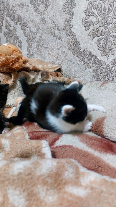 Отдам в хорошие руки котят