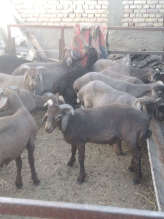 Кучкорлар сотилади