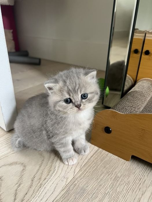 Британские котята
