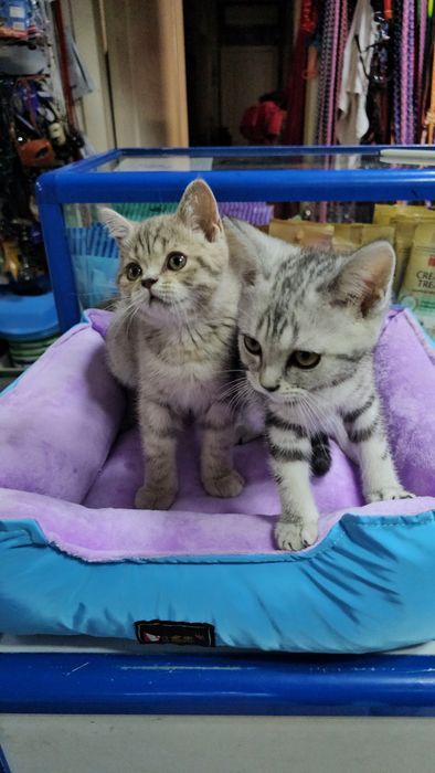 Котята шотландские