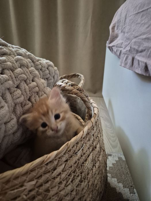 Котята ¼ мейн-кун — ищут любящих хозяев