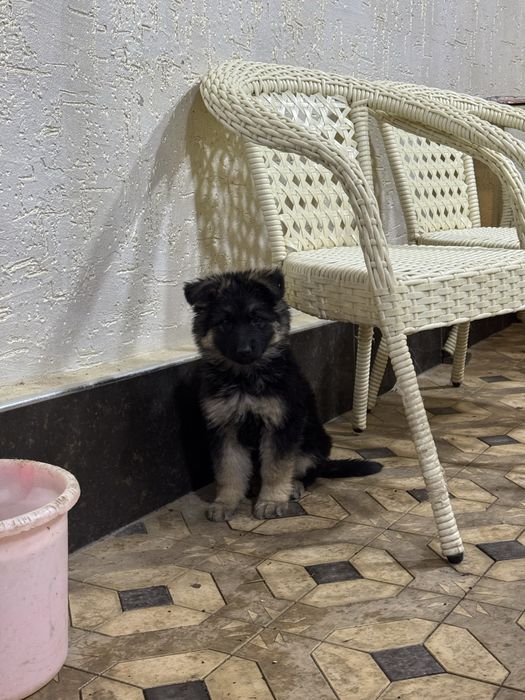 Щенки немецкой овчарки