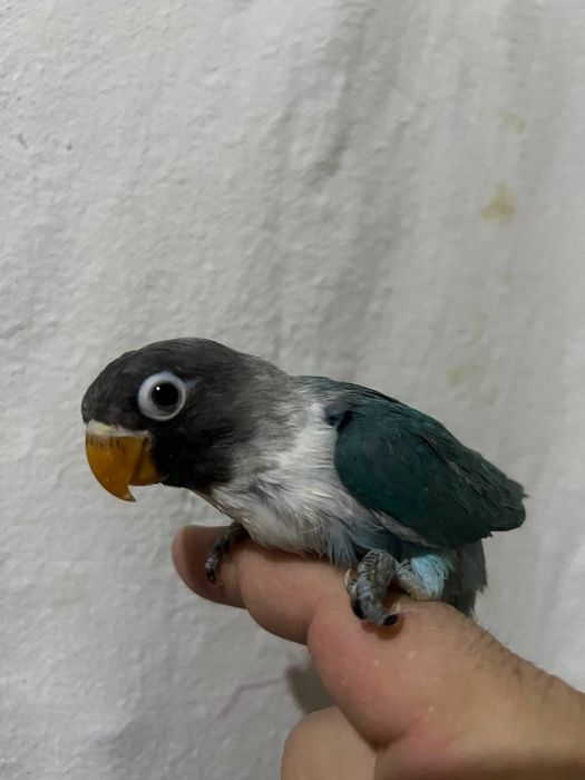 Nerazluchnik ruchnoy popugay