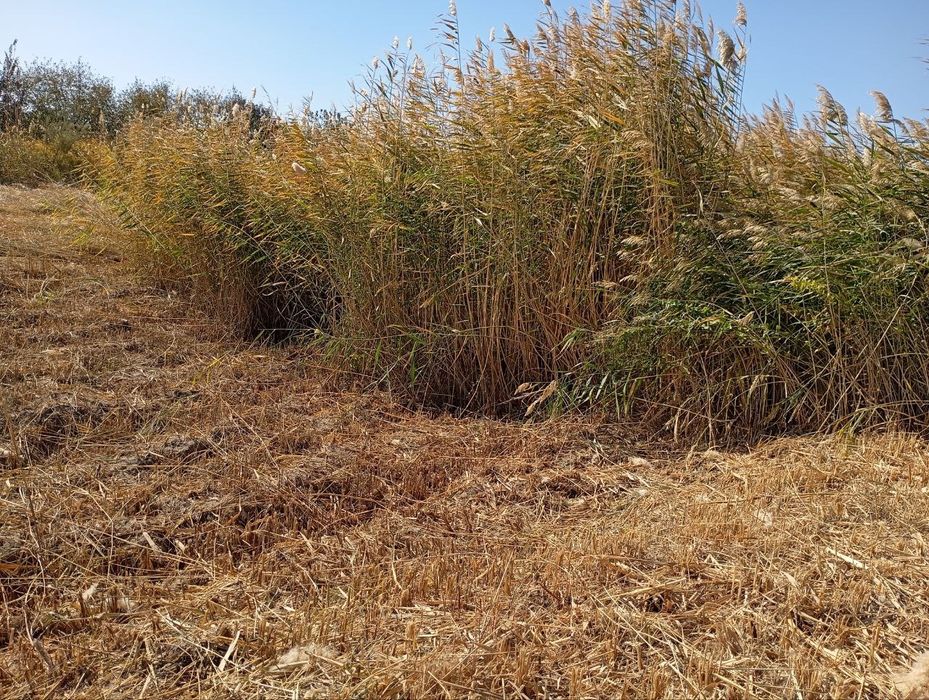 Камиш. Най сотилади.