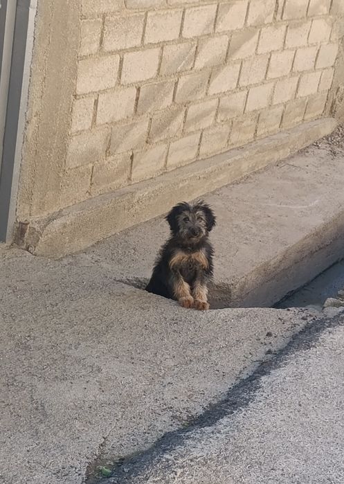 Молодой пёс в Чирчике