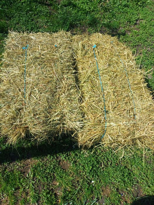 Baloți lucernă și fân  semănătură