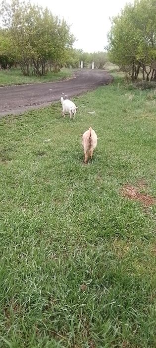 Альпийские козочки 3 месячные