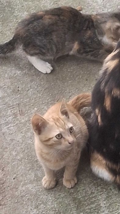 Adoptie pisicute