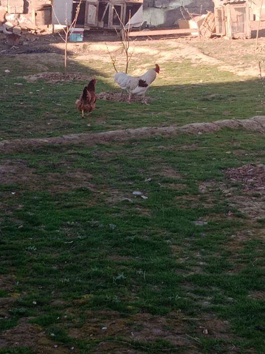 Қораз Ломон браун сатылады