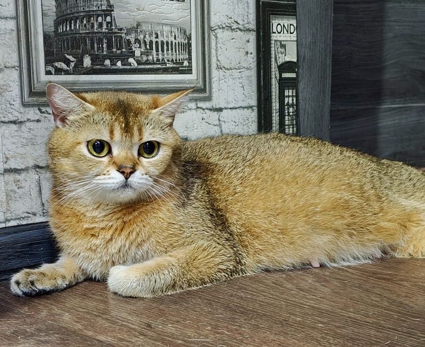 шиншилла шикарная малышка
