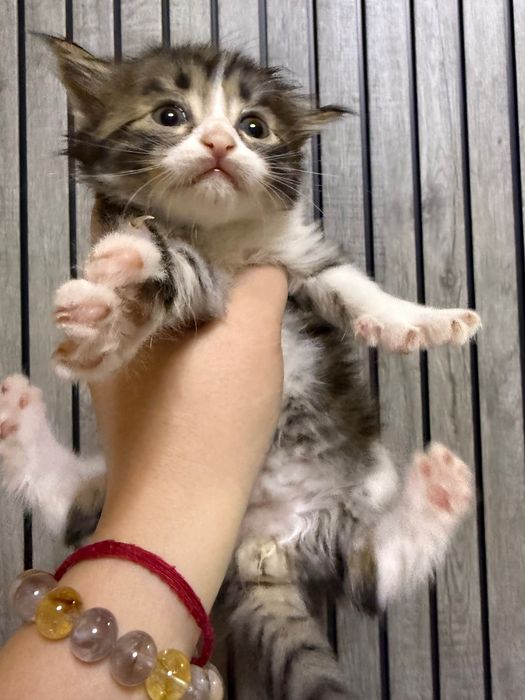 Отдаю котят в добрые руки