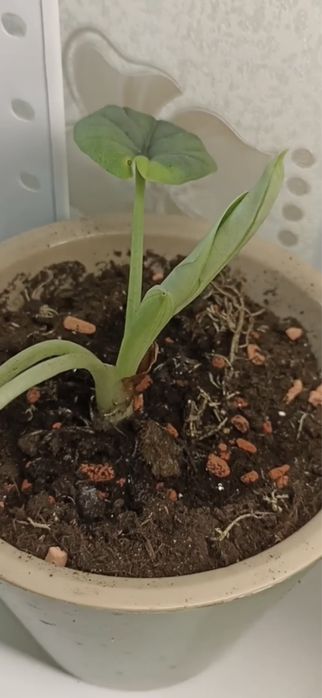 Костная мука удобрения