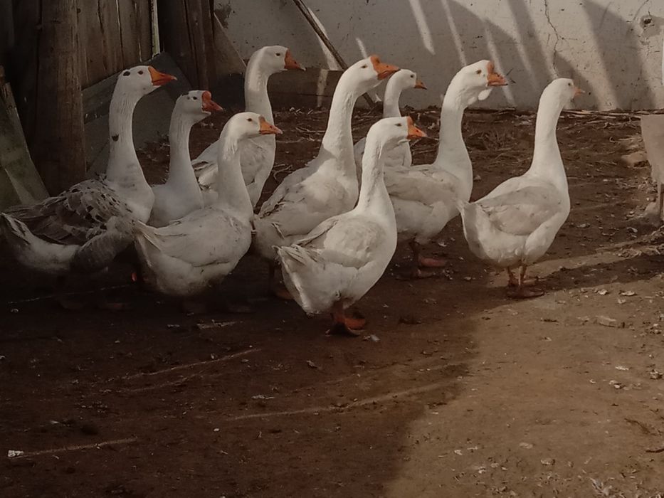 Продам гусей порода линда.