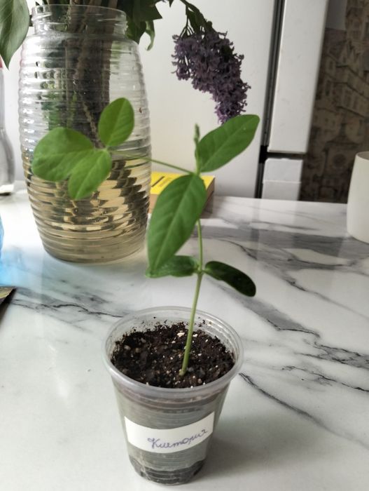 Продам молодые саженцы Клитории