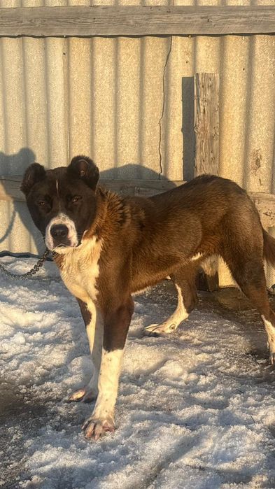 Тобет кушык сатылады