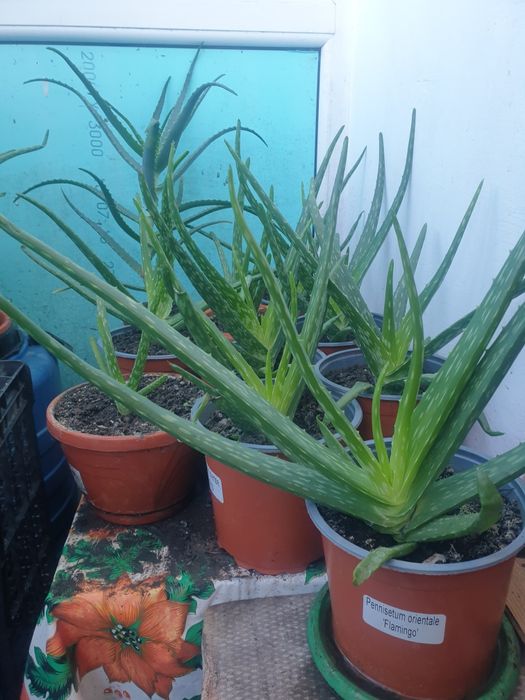 Vind aloe Vera medicinală