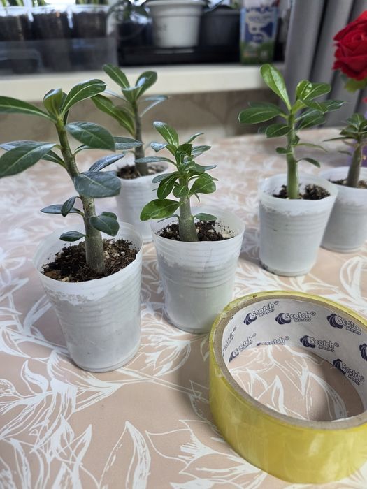 Адениумы разных сортов.