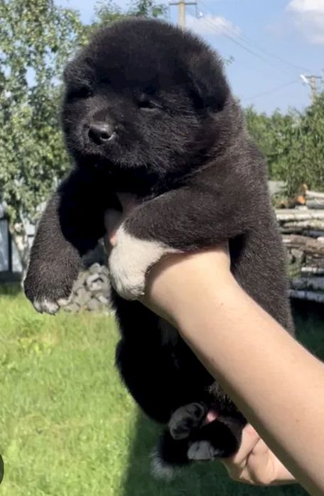 Американская Акита