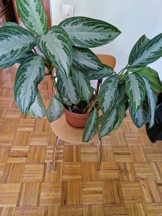 Продам Фикус  Бенджамина