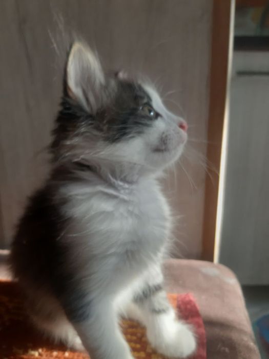 Котята к добрым рукам