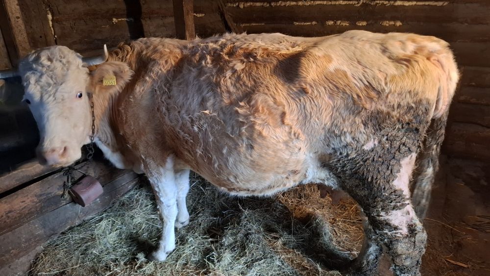 Vând 2 vaci baltate