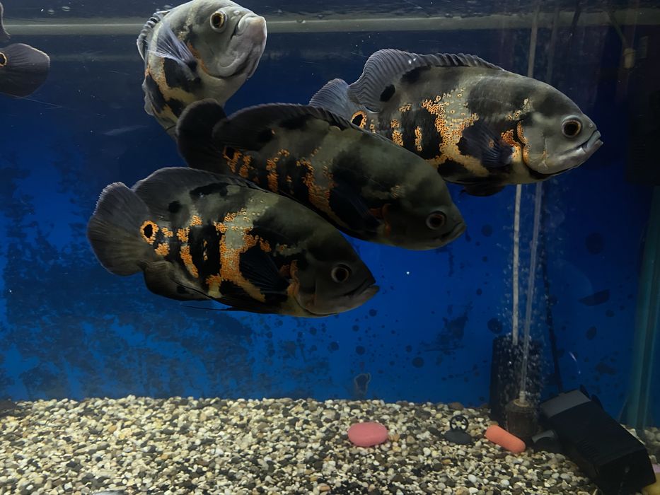 Придам Астронотусов