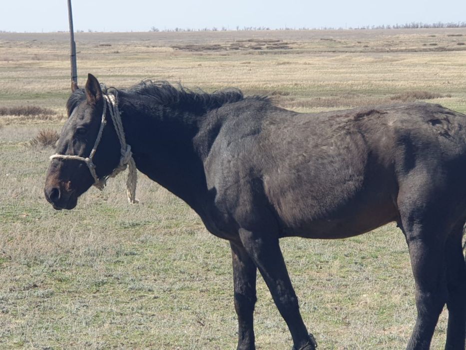 Айғыр сатылады қан ауыстыруға