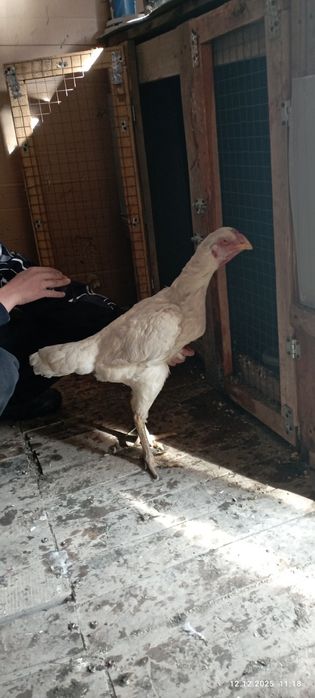 Продам даканку шамо