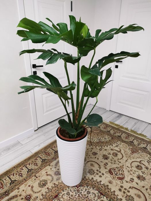 комнатные цветы, доставка