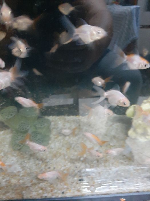 Vând pești de acvariu