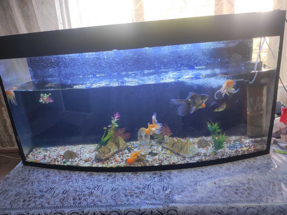 Akvarium balqlari bilan birga sotiladi